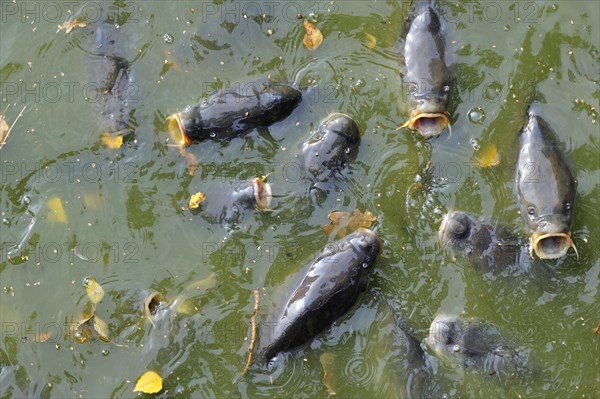 Shoal of Common carp