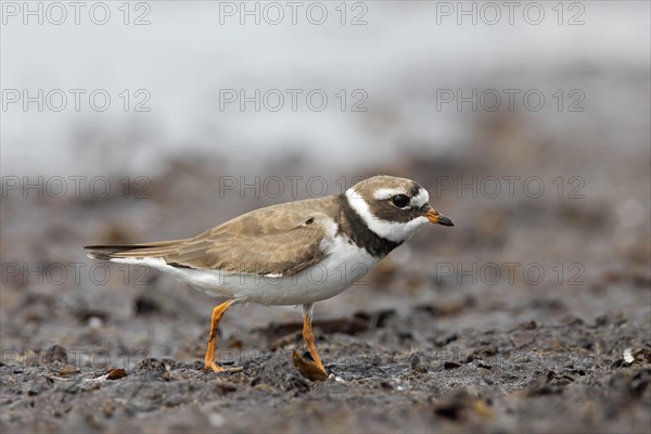 Common ringed plover