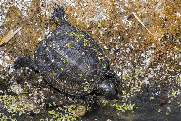 European pond turtle