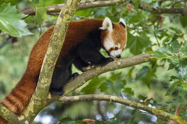 Red panda