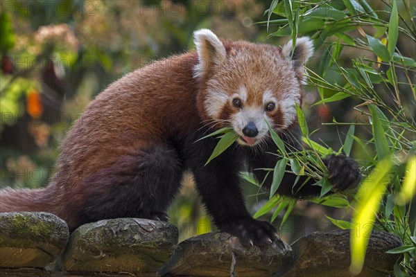 Red panda