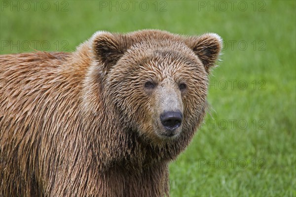 Close up of Eurasian brown bear