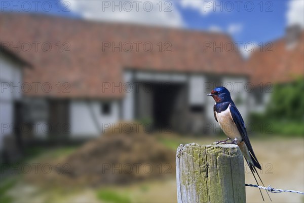 Barn swallow