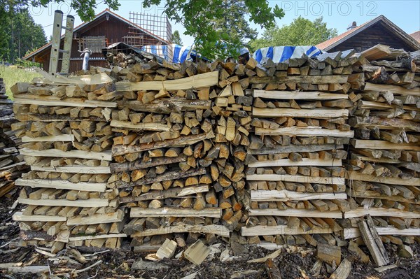 Stacked firewood