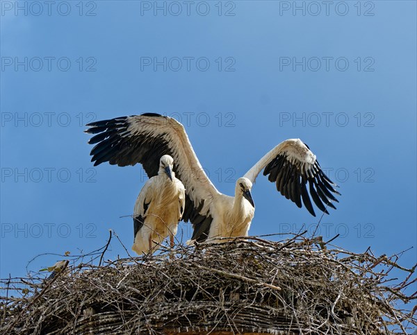 White storks