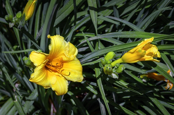 Yellow daylilies