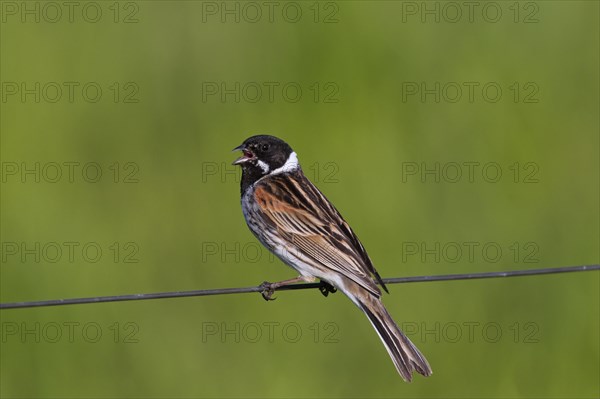 Common reed bunting