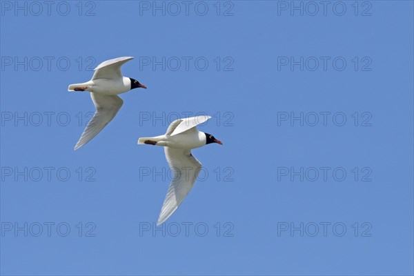 Two adult Mediterranean gulls