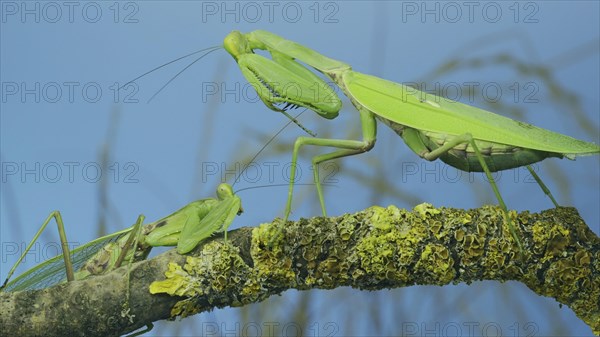 Male praying mantis approaches very large female. Praying mantis mating. Transcaucasian tree mantis