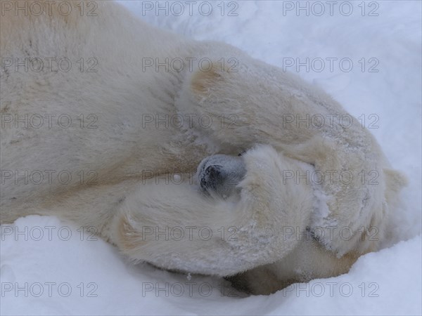 Polar bear