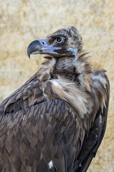 Cinereous vulture