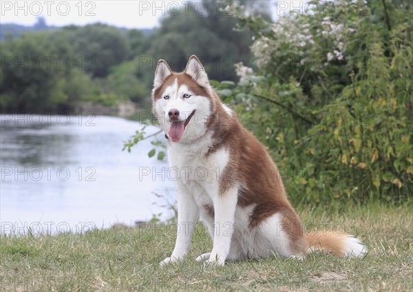 Siberian Husky