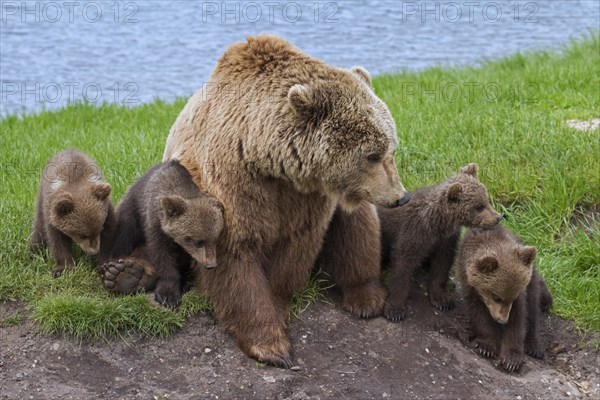 Eurasian brown bear