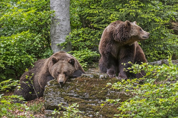 Male and female European brown bears
