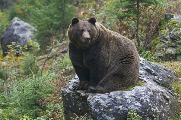 European brown bear