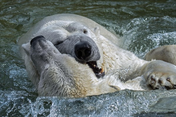 Two polar bears