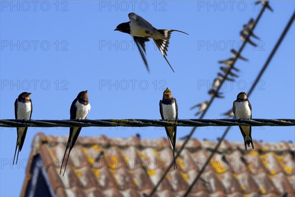 Barn swallows