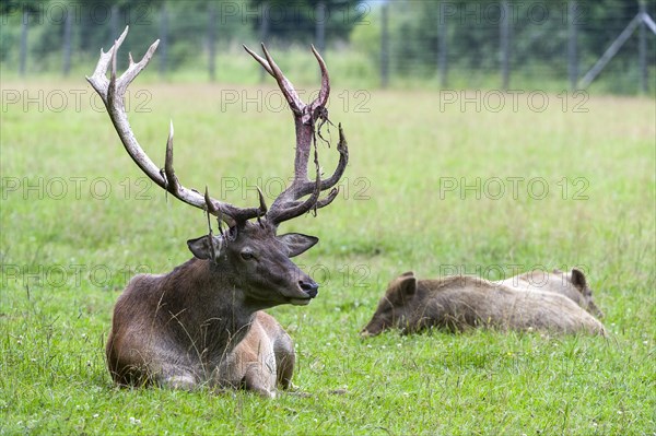 Red deer