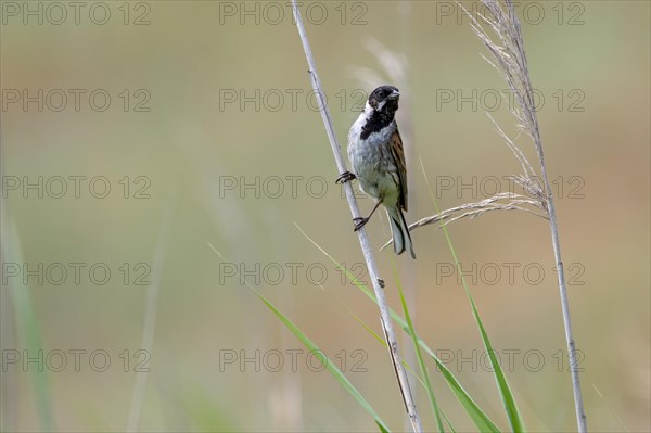 Common reed bunting