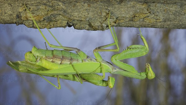 Couple of praying mantis mating hanging under tree branch. Transcaucasian tree mantis