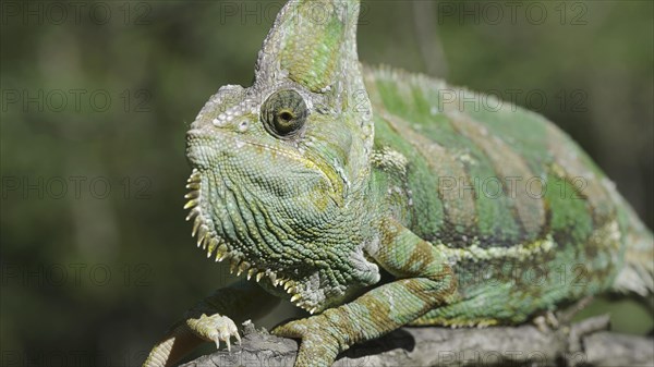 Portrait of an elderly chameleon perched on a tree branch and looks into the camera. Veiled chameleon