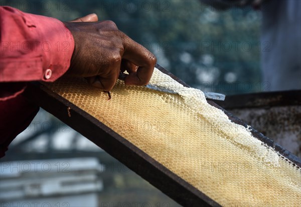 Bee keepers working in a bee farm near a mustards field in a village in Barpeta district of Assam in India on Wednesday 22 December 2021. The bee keeping business is one of the most profitable businesses in India. India has more than 3.5 million bee colonies. Indian apiculture market size is expected to reach a value of more than Rs. 30000 million by 2024