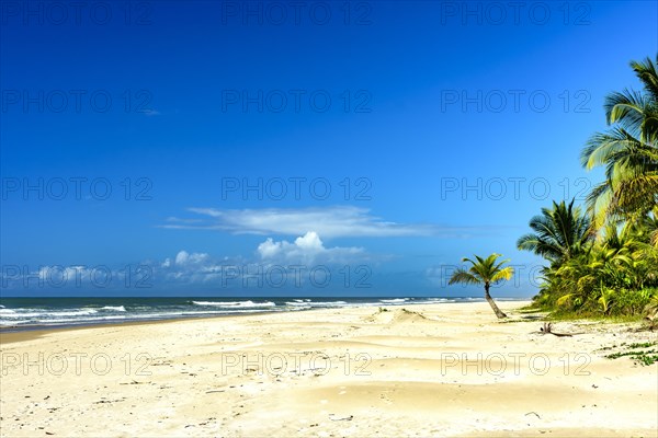 Coconut trees by the sea at the beautiful Sargi beach in Serra Grande on the coast of Bahia