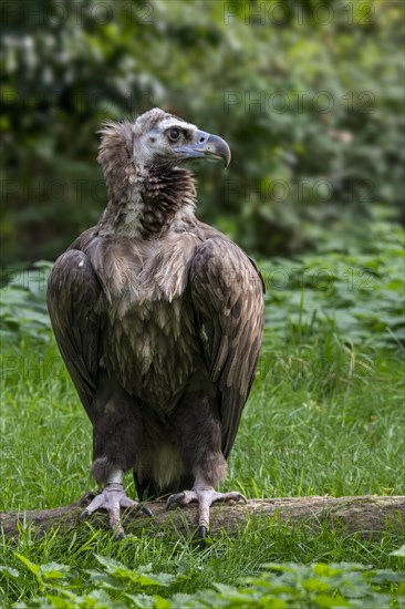 Cinereous vulture