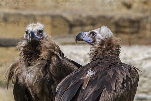 Cinereous vulture