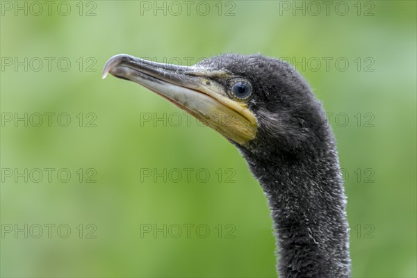 Great cormorant