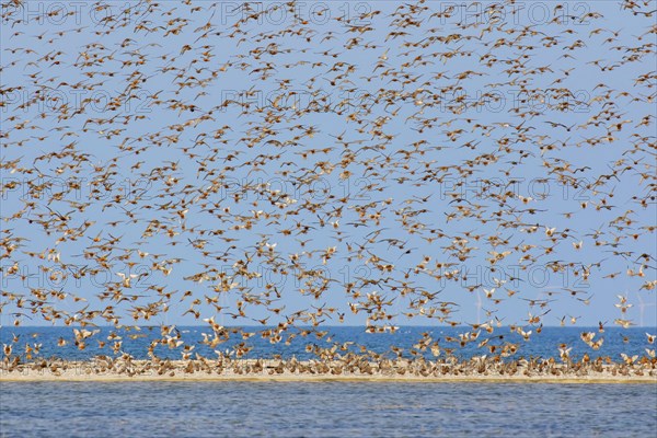 Red knot flock of red knots