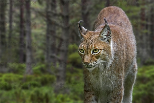 East Siberian lynx