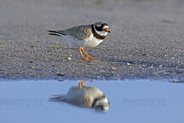 Reflection in water of common ringed plover