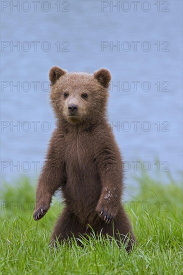 Eurasian brown bear