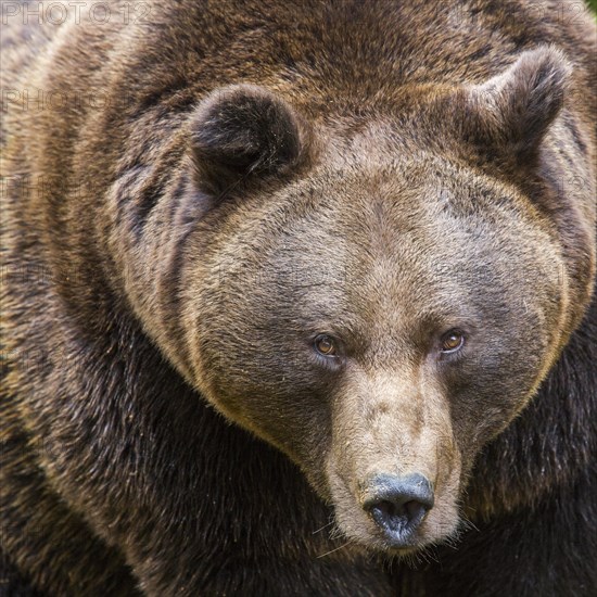 European brown bear