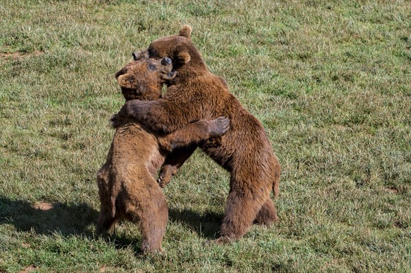 Two aggressive Eurasian brown bears