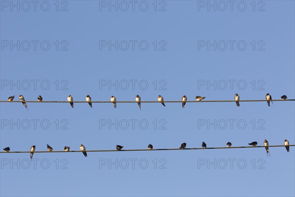 Barn swallows