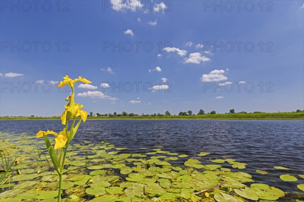 Yellow iris in flower in the Uj? cie Warty National Park