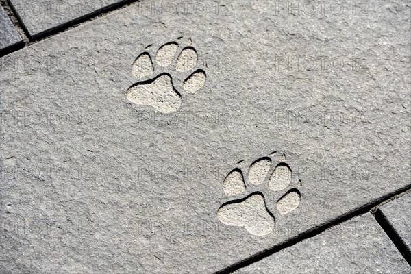 Paw print