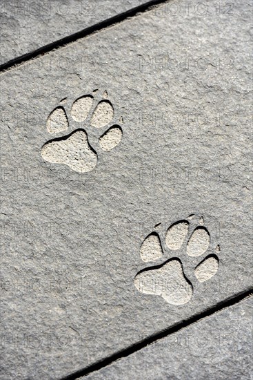 Paw print