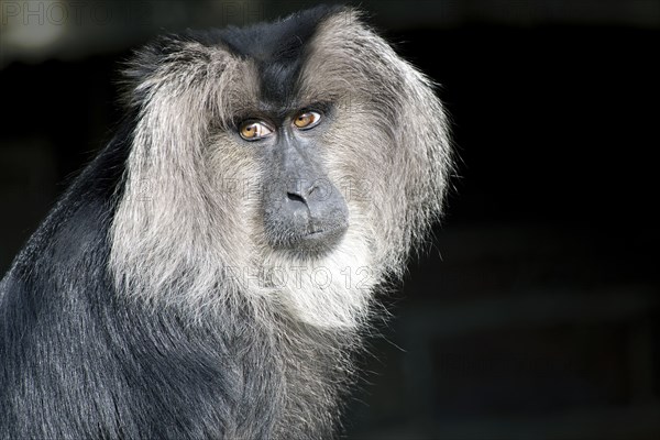 Lion-tailed macaque