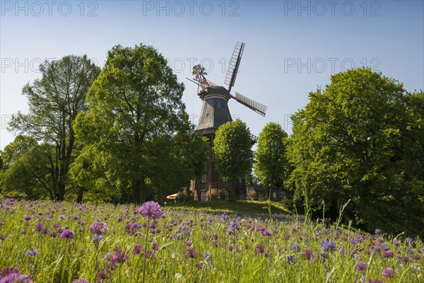 Windmill with colourful flowerbeds