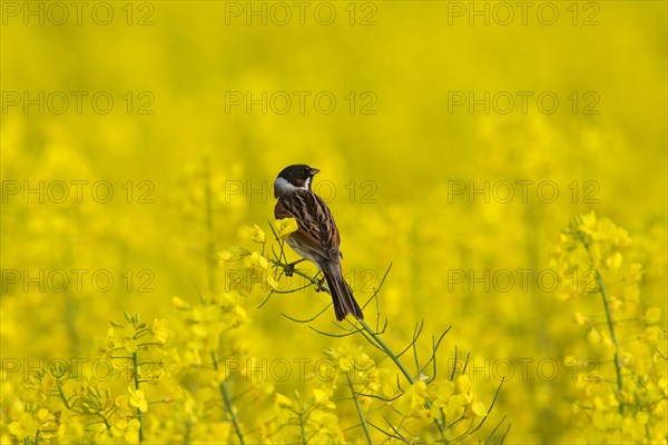 Common reed bunting