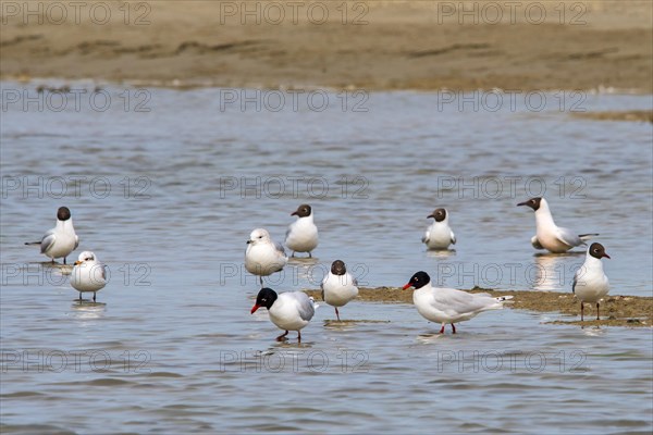 Two Mediterranean gulls