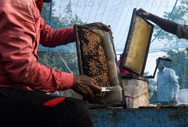 Bee keepers working in a bee farm near a mustards field in a village in Barpeta district of Assam in India on Wednesday 22 December 2021. The bee keeping business is one of the most profitable businesses in India. India has more than 3.5 million bee colonies. Indian apiculture market size is expected to reach a value of more than Rs. 30000 million by 2024