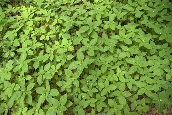 Flowering no-flowering balsam