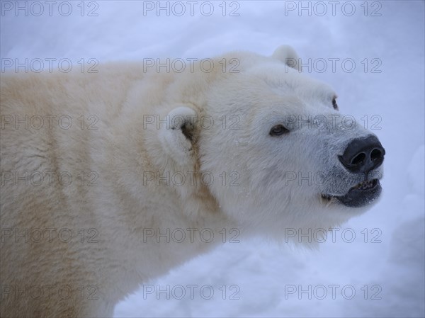 Polar bear