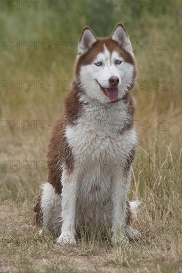 Siberian Husky