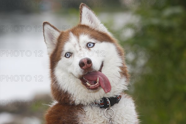 Siberian Husky