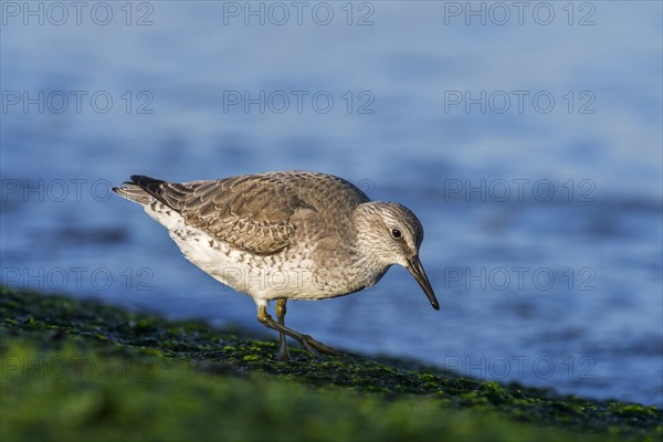 Red knot